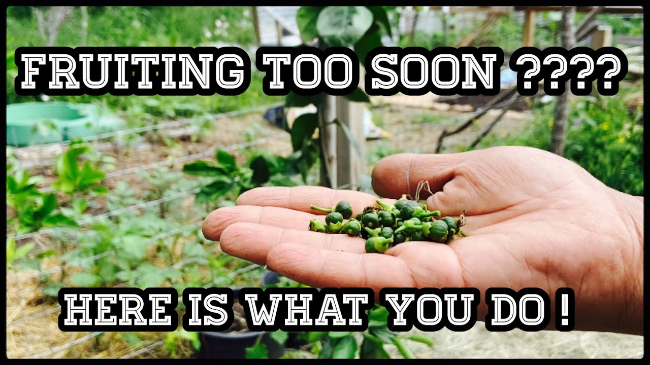GROWING SATSUMA ORANGE CITRUS TREE IN A CONTAINER - TREE FRUITING TOO EARLY TRY THIS !!