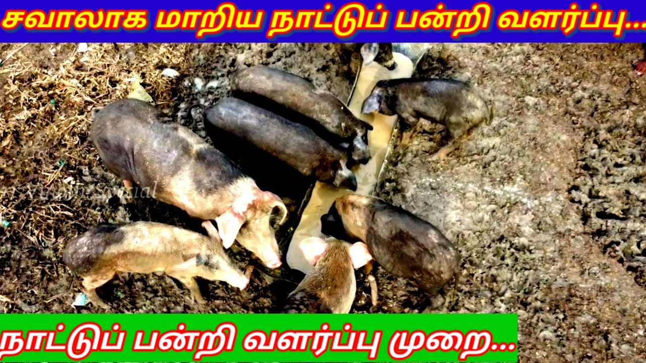 சவாலாக மாறிய நாட்டு பன்றி வளர்ப்பு/pandri valarpu murai