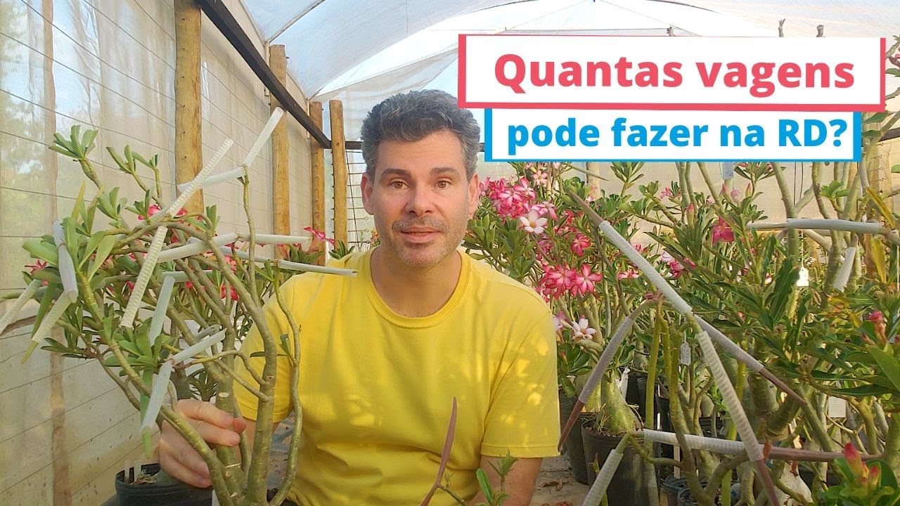 A quantidade errada de vagens pode matar sua Rosa do Deserto