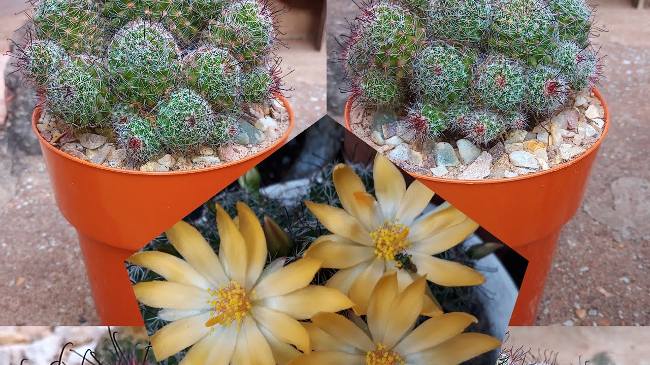 MAMMILLARIA ANZOL: Porque Anzol?@SileneCactos
