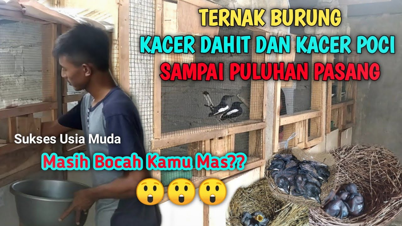 Masih Kecil Sudah Sukses Ternak Burung Kacer || Ady S Pro