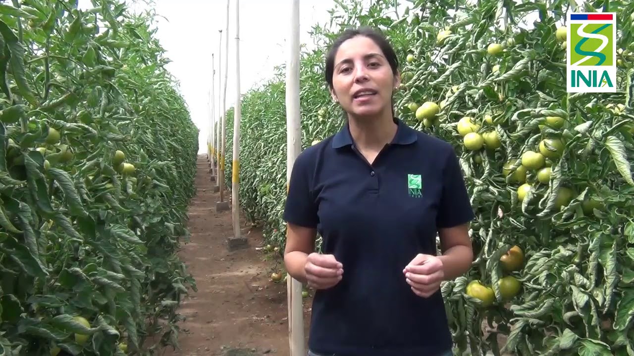 Uso de trampas cromáticas como apoyo al MIP, realizado por extensionista Marjorie A _INIA Ururi