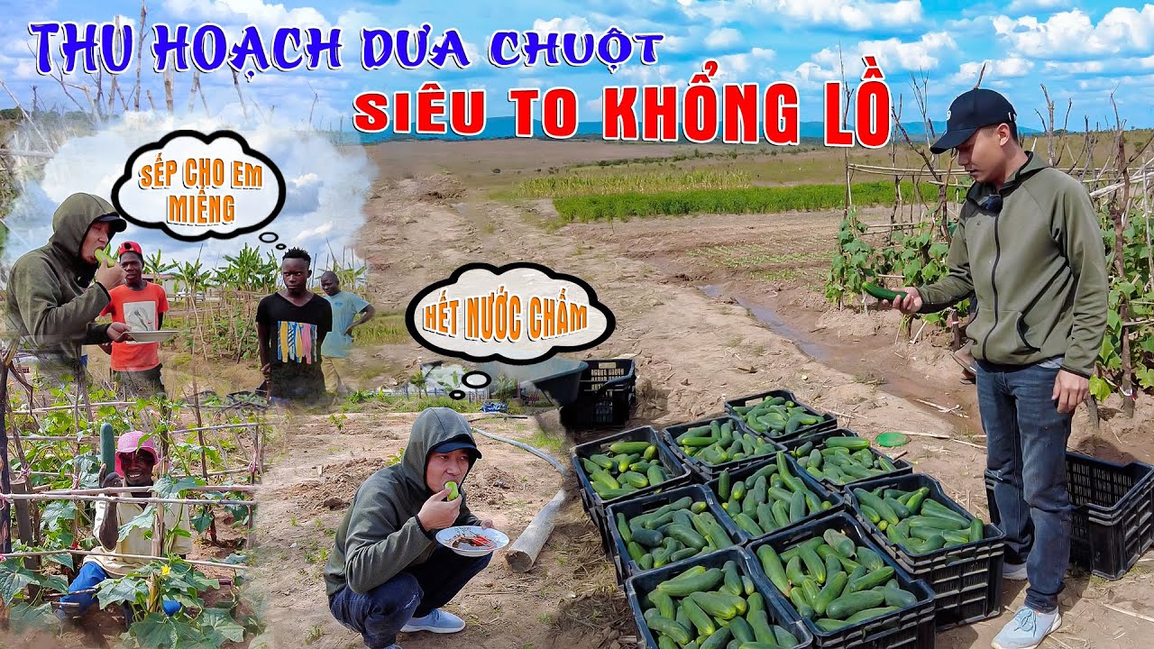 Quanglinhvlogs ||  Thu Hoạch Vườn Dưa Chuột Đột Biến Tại Quang Linh Farm - Trở Lại C&ocirc;ng Việc