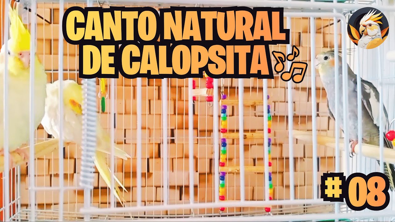 CANTO NATURAL DE CALOPSITA | ÓTIMO PARA ALEGRAR SUAS AVES #avesemimos #calopsitas
