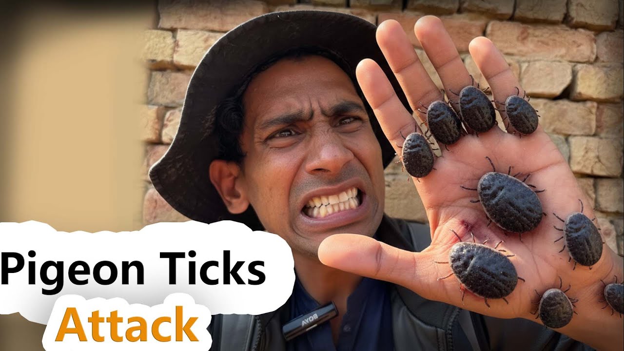 Pigeon Ticks | vampire Ticks | 