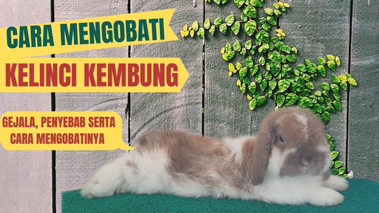 CARA MENGOBATI KELINCI KEMBUNG