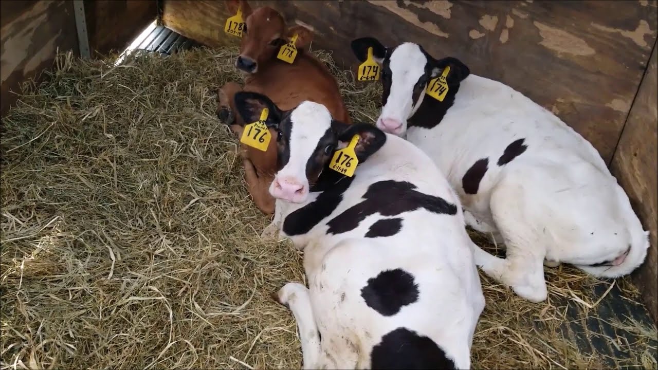 New Baby Calves on the Ranch