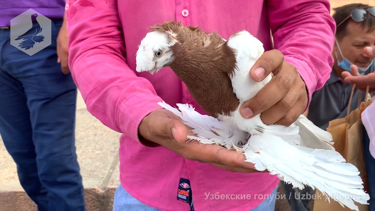 Птичий рынок г. Ташкент - ГОЛУБИ (14.08.2021) / Uzbek Pigeons