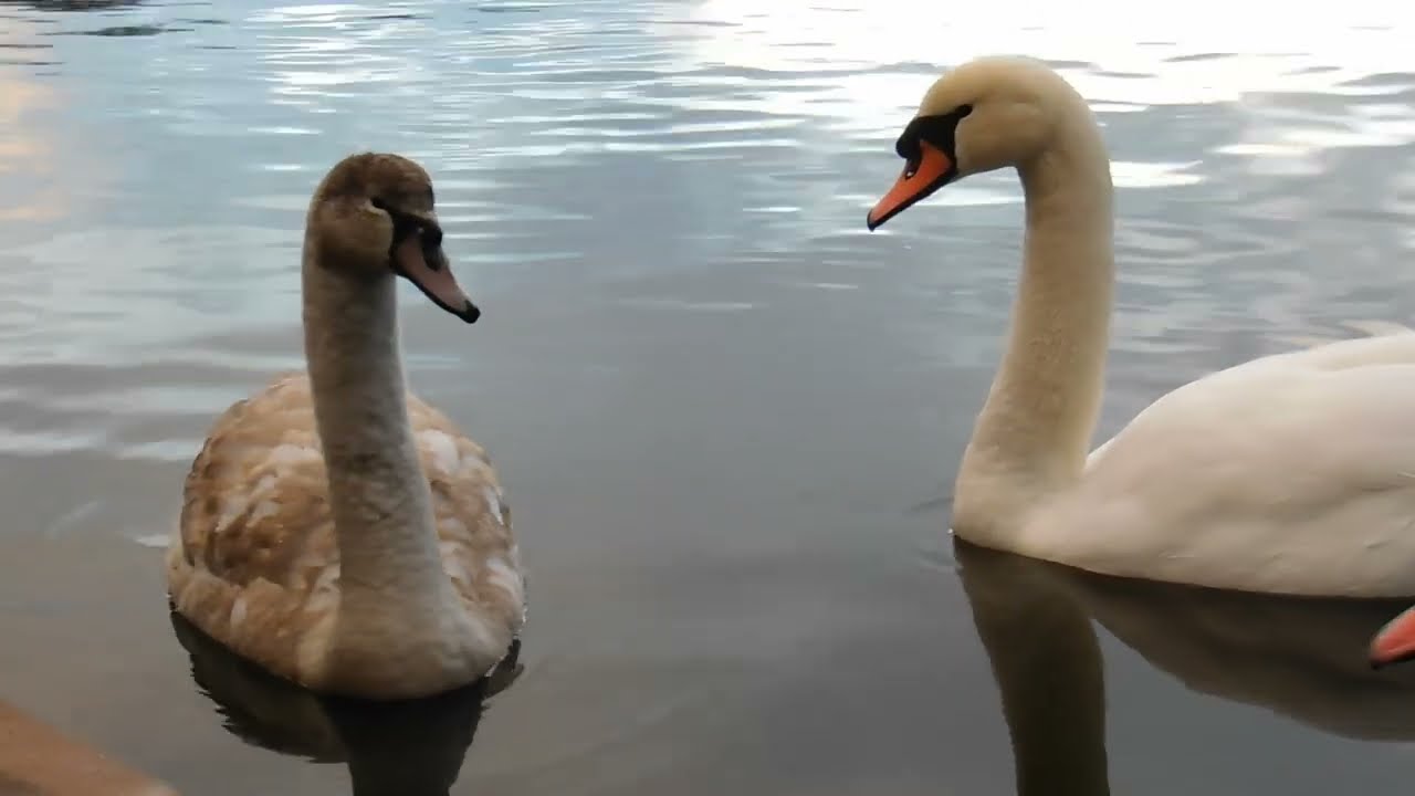 Rhuddlan Nature Reserve - January 2026