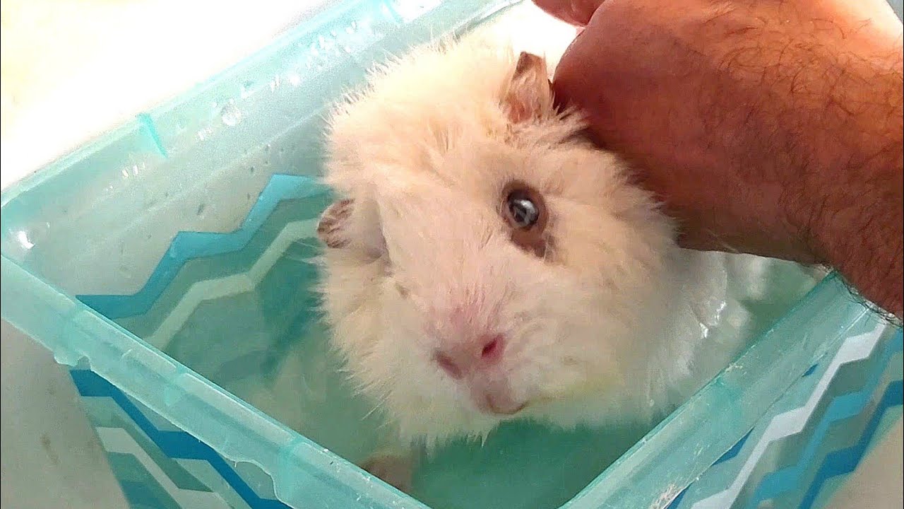 Pipsqueak's Gotcha Day Bath