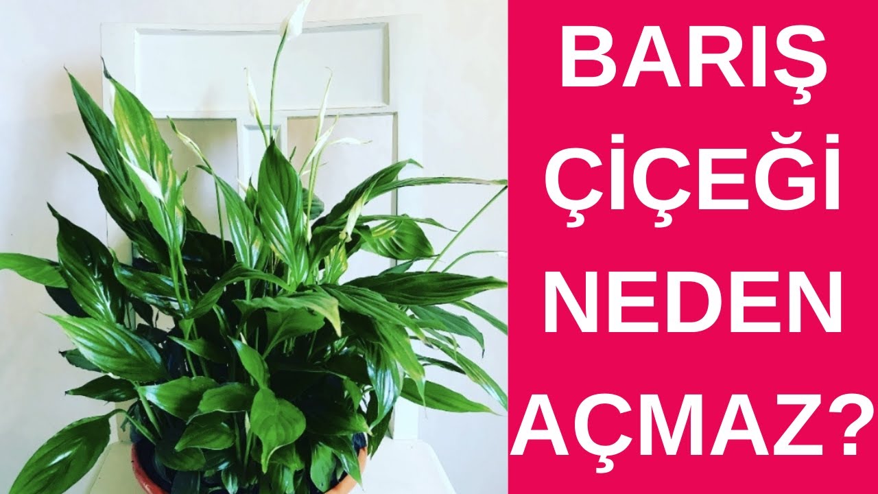 Çiçek Açtıran Yöntemler, Barış Çiçeği Neden Çiçek Açmaz, Spatifilyum Çiçeği Bakımı, Yelken Çiçeği