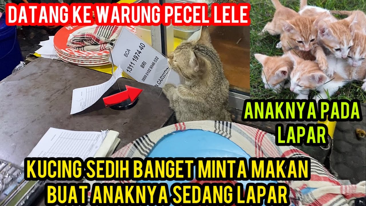 Mengharukan Induk Kucing Minta Makan Ke warung Buat Makan Anak-Anaknya Yang Lapar‼️