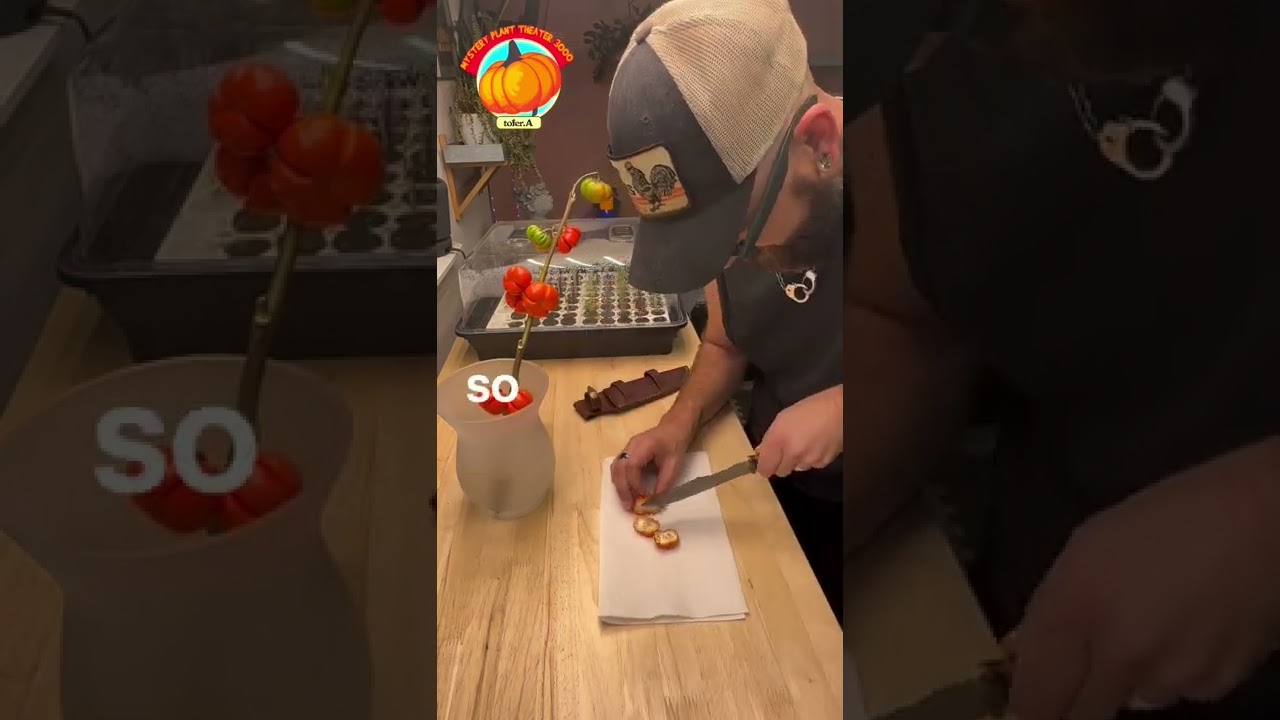 I can&rsquo;t believe how many seeds are in there&hellip; #shorts (MPT3K)
