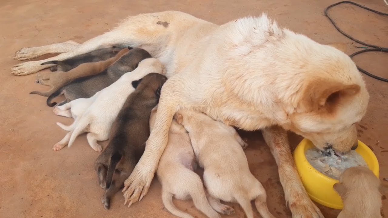 Feeding poor mother dog after giving birth 14 days - Rescue family puppies
