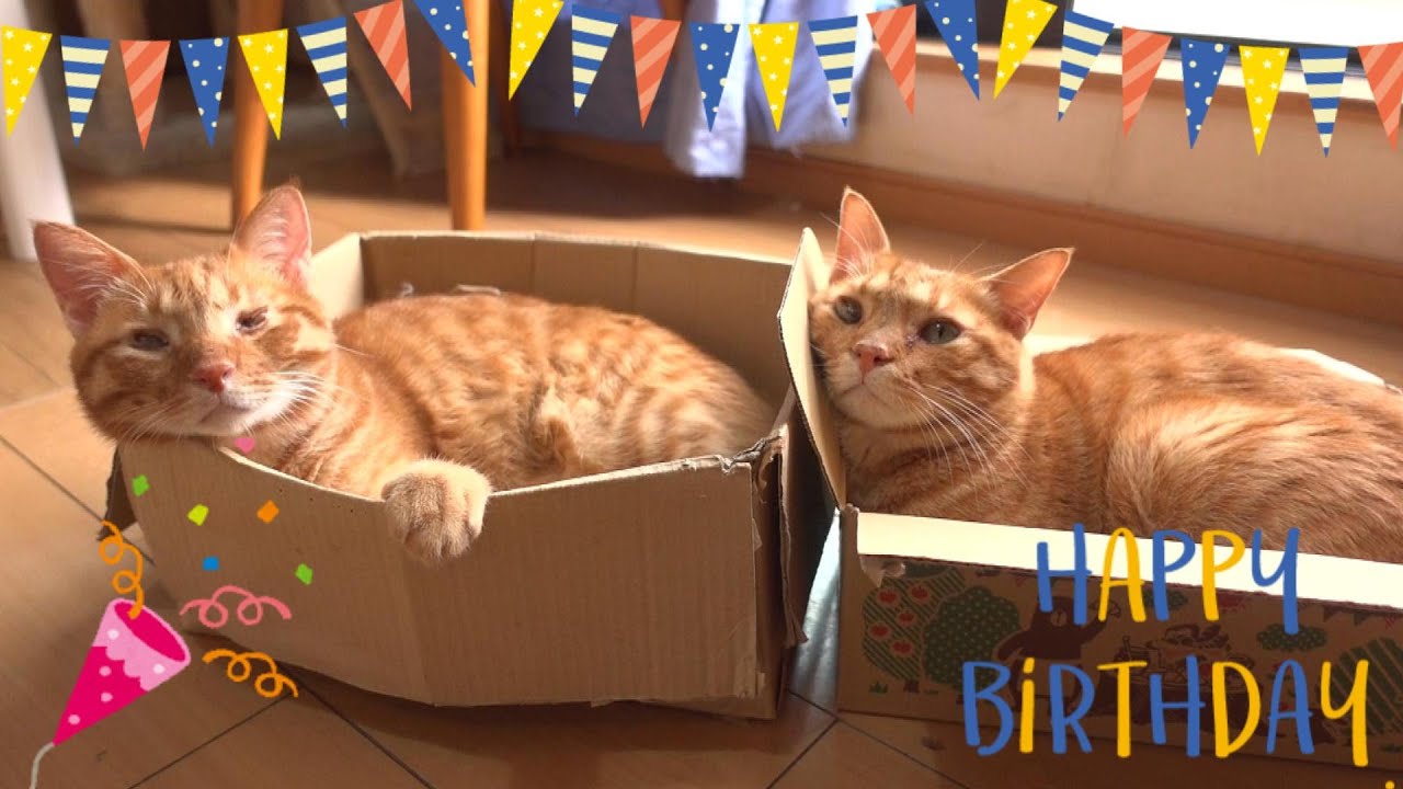 【祝３歳】ちいおじコンビお誕生日おめでとう！ ＆ ついに大好きなミルクを卒業した子猫たち【生後53日】