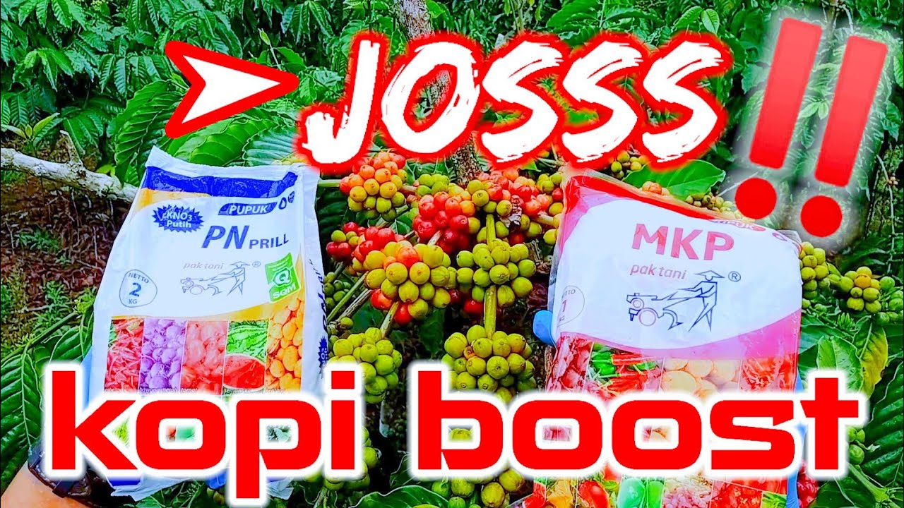 KNO3 dan MKP||Pupuk kopi pasca panen