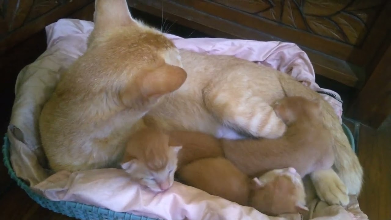 Gemes banget ..Udah umur 8 hari#cat #kitten #cute #shortviral #funny #fyp 