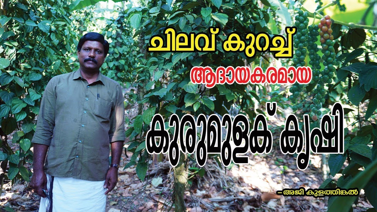 ലാഭകരമായ കുരുമുളക് കൃഷി | Pepper farming | Njaanoru malayali