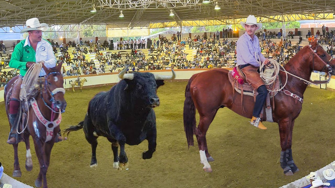 ¡HILARIO CABEZAS -COMANCHE!! JARIPEO DE TOROS BRAVOS BUSCA CABALLOS PURUANDIRO MICHOACAN 17 NOV 2024