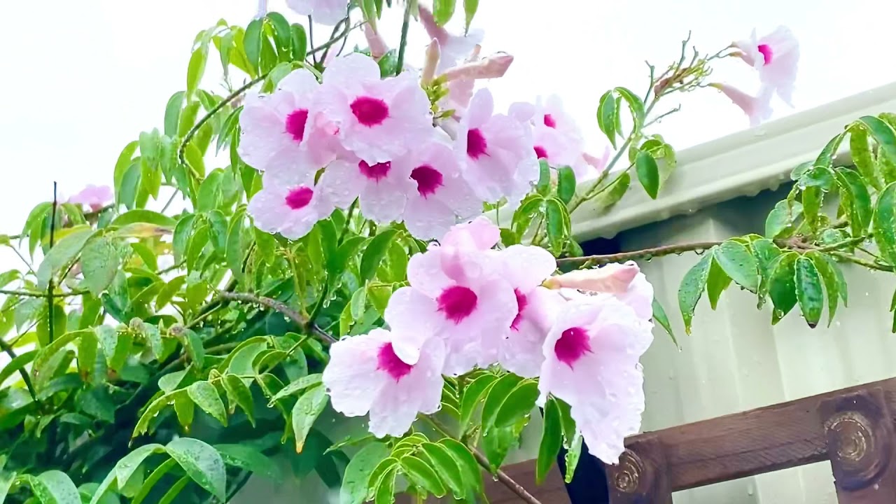 How to grow and care for Pandorea Jasminoides | Bower of Beauty | Clever climbers