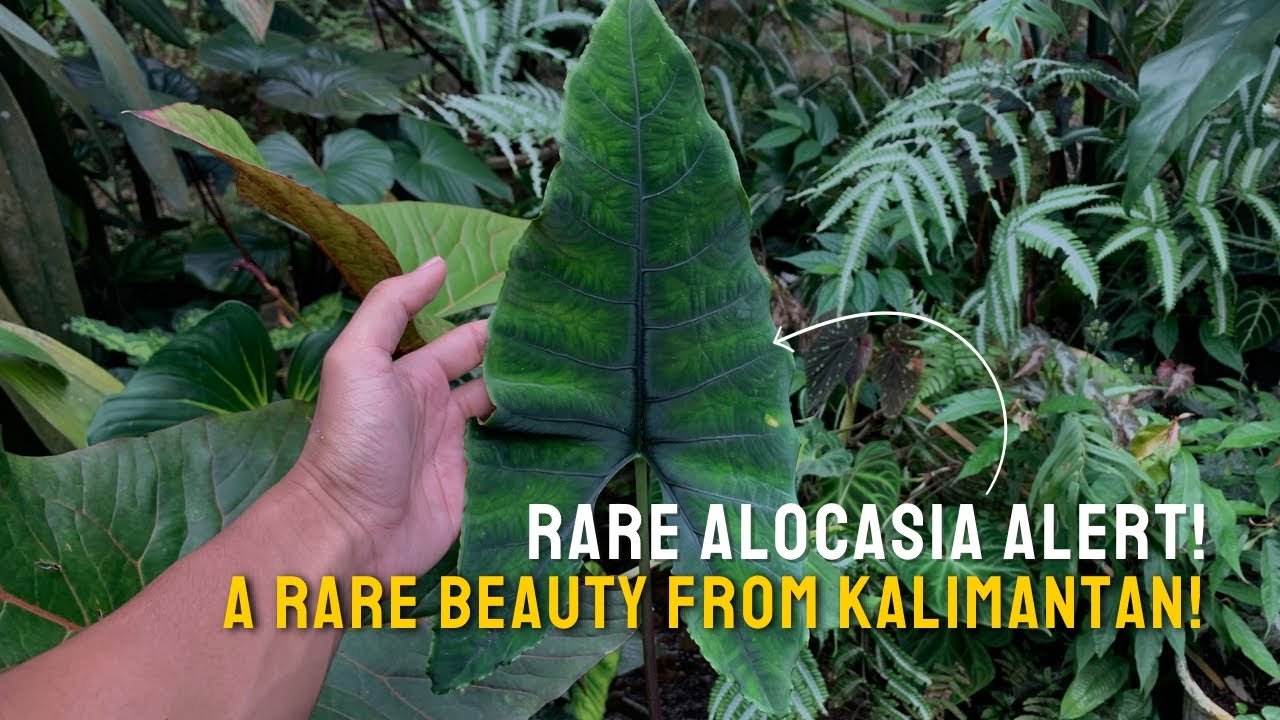 Alocasia Olanii | Rare Exotic Beauty from Kalimantan | Care Tips & Origins