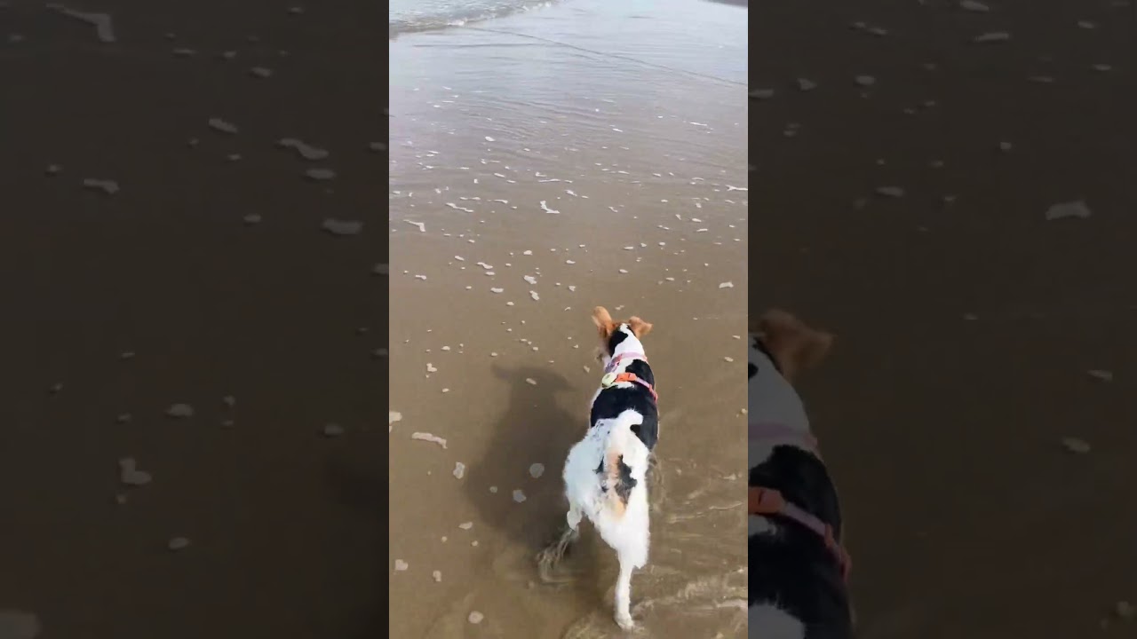 #kaiababychompoodo #chompoodo #wirefoxterrier #travel #hundeliebe #katwijkaanzee #netherlands