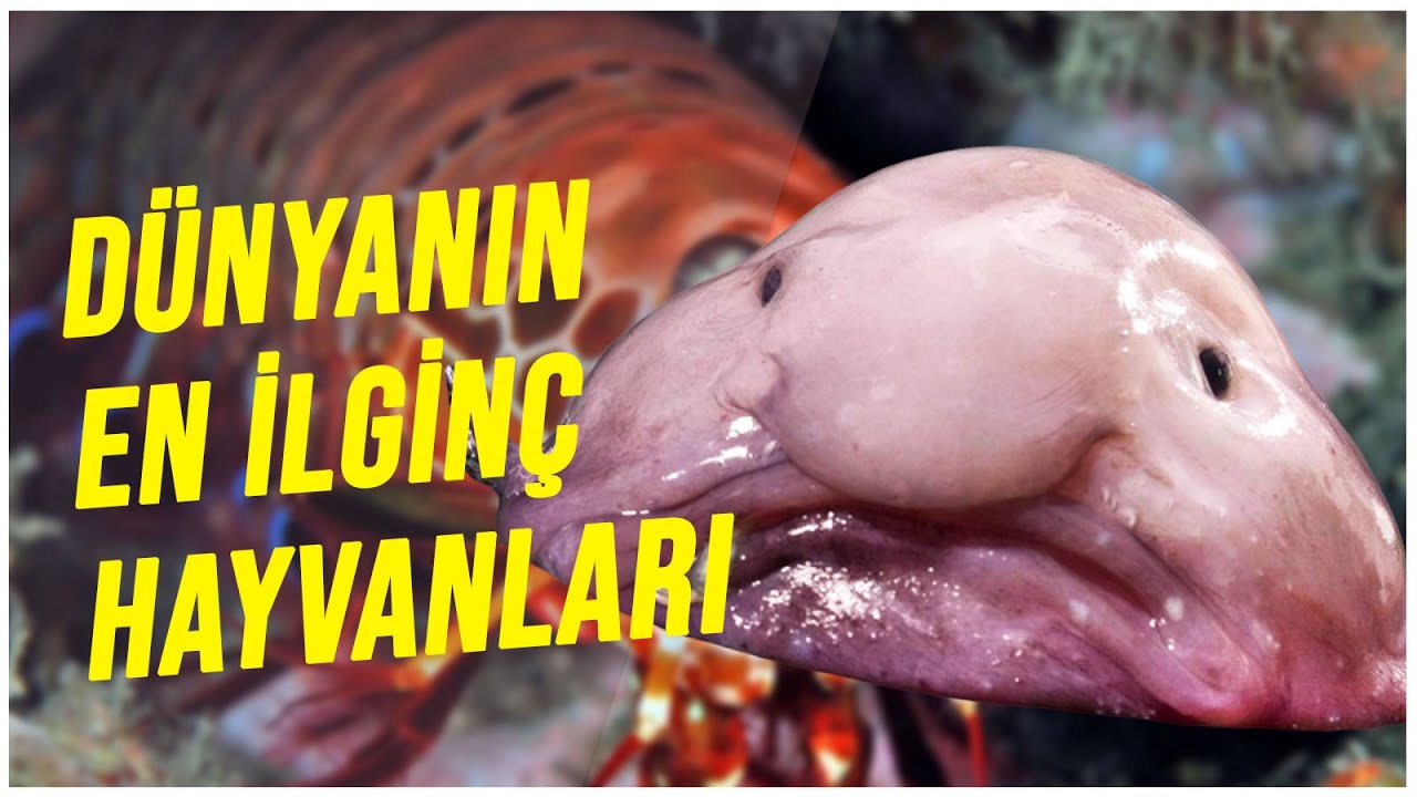Dünyanın En İlginç Hayvanları