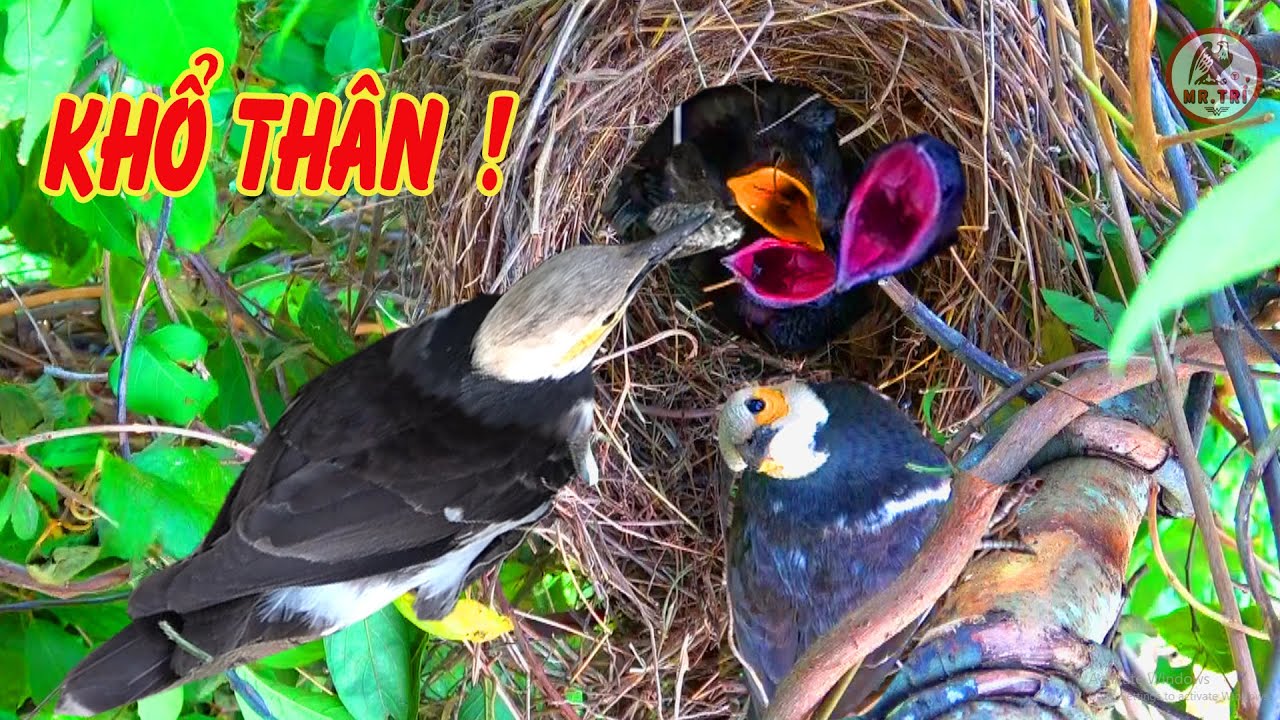 Cảnh Chim Cà Cưỡng Nuôi Tu Hú | Burung Rakus Serakah Yang Menjadi Mimpi Buruk Semua Ibu