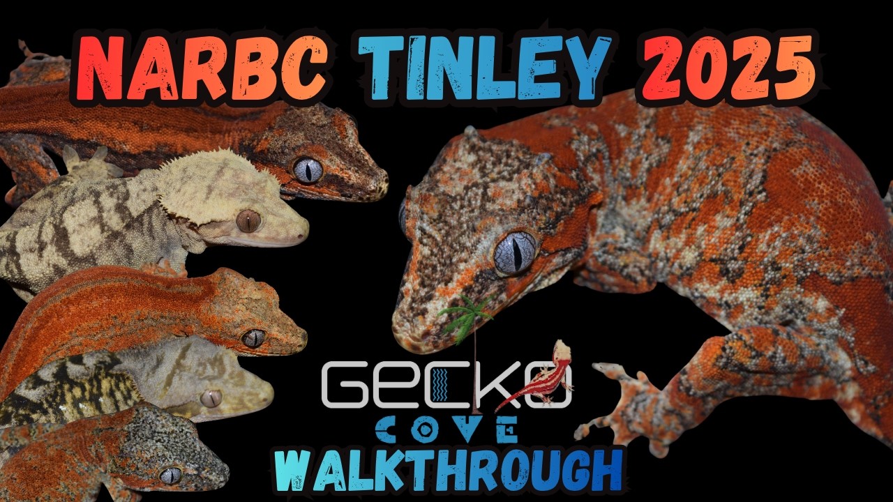 Обзор NARBC Tinley 2025