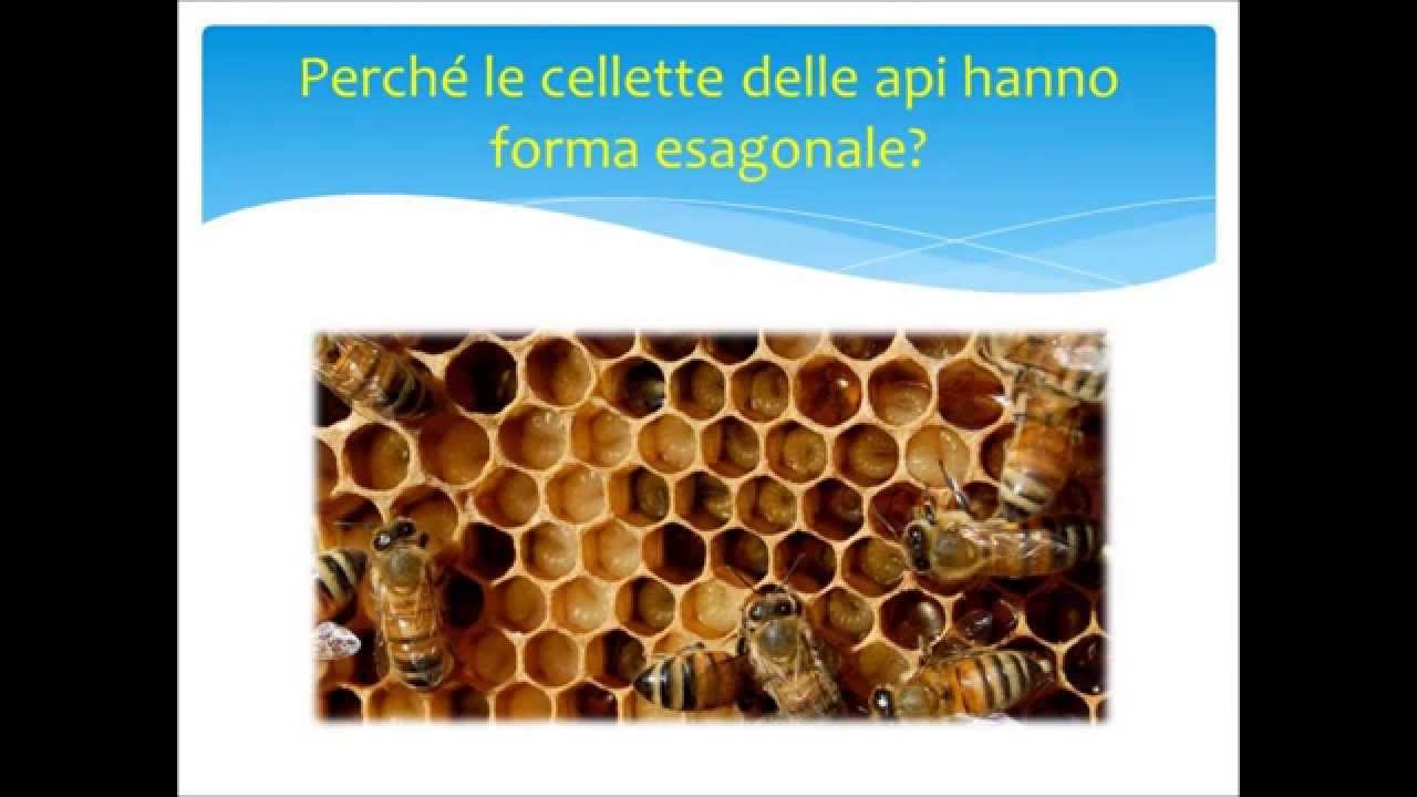 Le tassellazioni regolari del piano