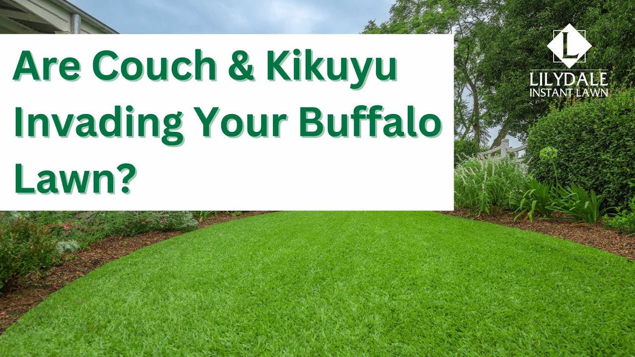 Stop Couch & Kikuyu Invading Your Buffalo Lawn | Easy Fixes