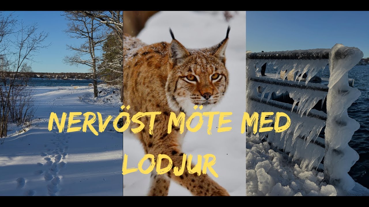 Nervöst möte med lodjur