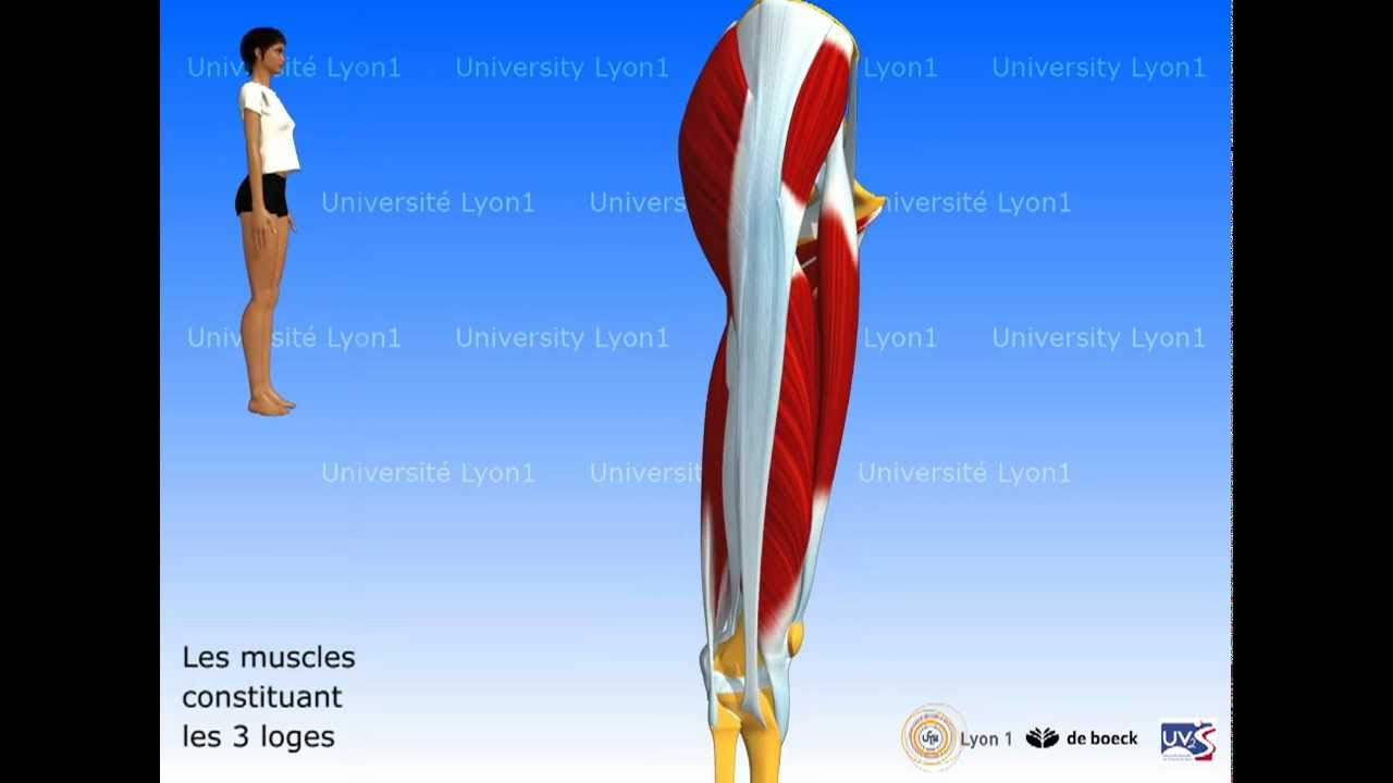 Les muscles de la cuisse : les 3 loges