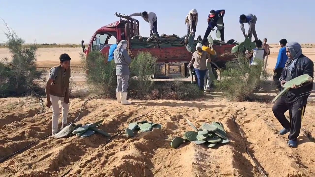زراعة التين الشوكي ارض المانجا والتقليدي بالفرافرة #الفرافرة @killuazoldyck4713