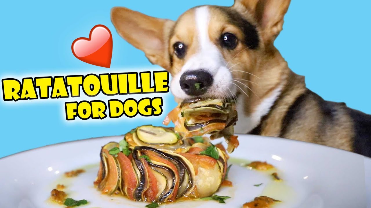 CORGI Tries Homemade Ratatouille (Will He Like It?) || Life After College: Ep. 661