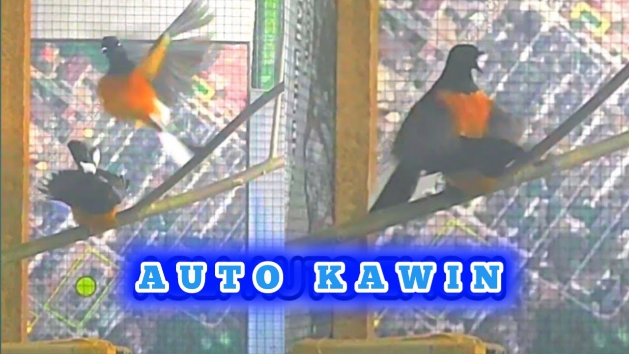 Murai Batu Kawin | Pancingan Murai Kawin