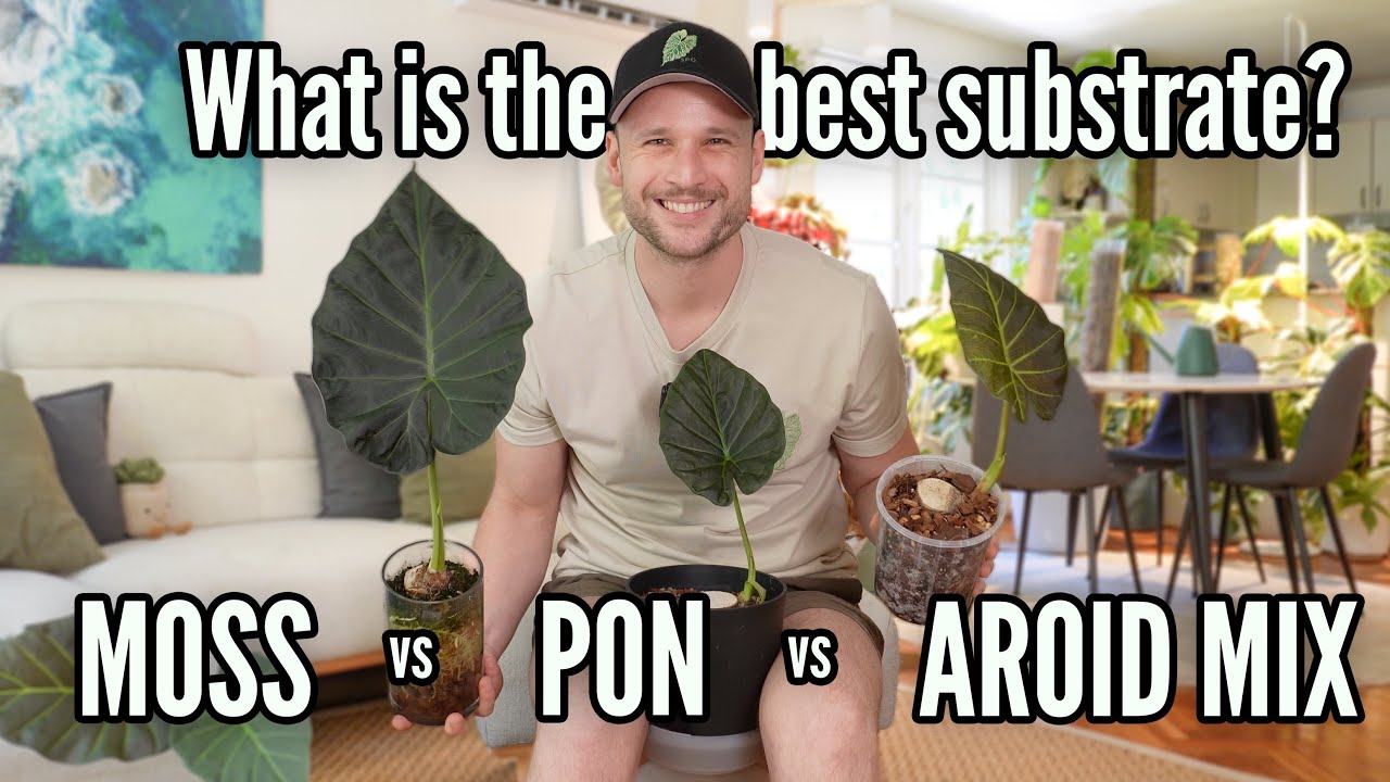 Propagating Alocasias in Moss, Pon & Aroid Mix - which is best?