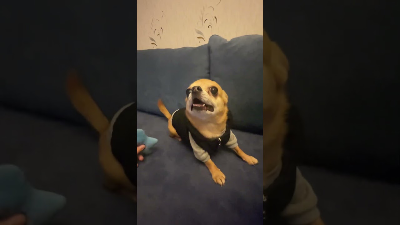 ЭТОТ АНГЕЛОЧЕК ПРЕВРАТИЛСЯ В ХИЩНИКА.😱#chihuahua #собака #хищни