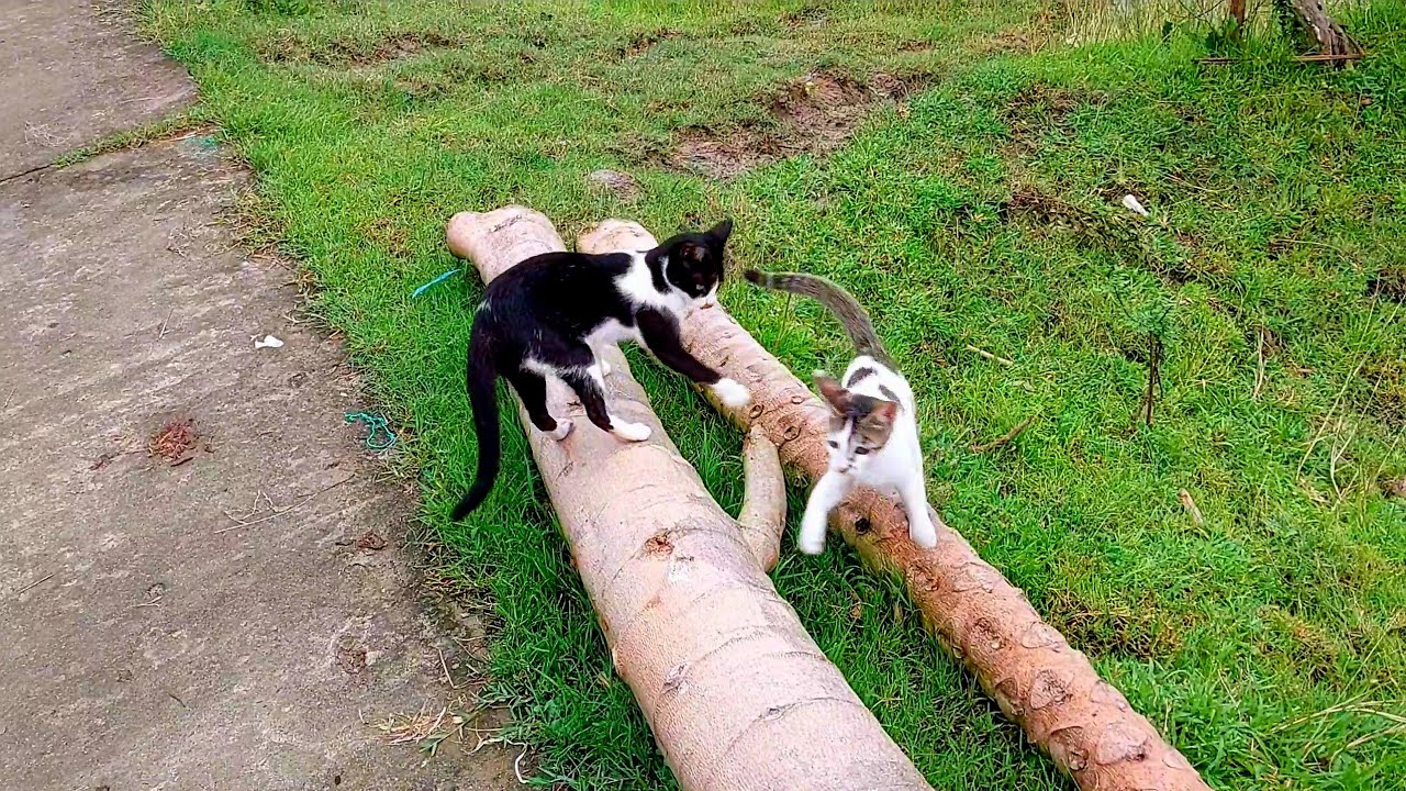 Cute animals funny videos 