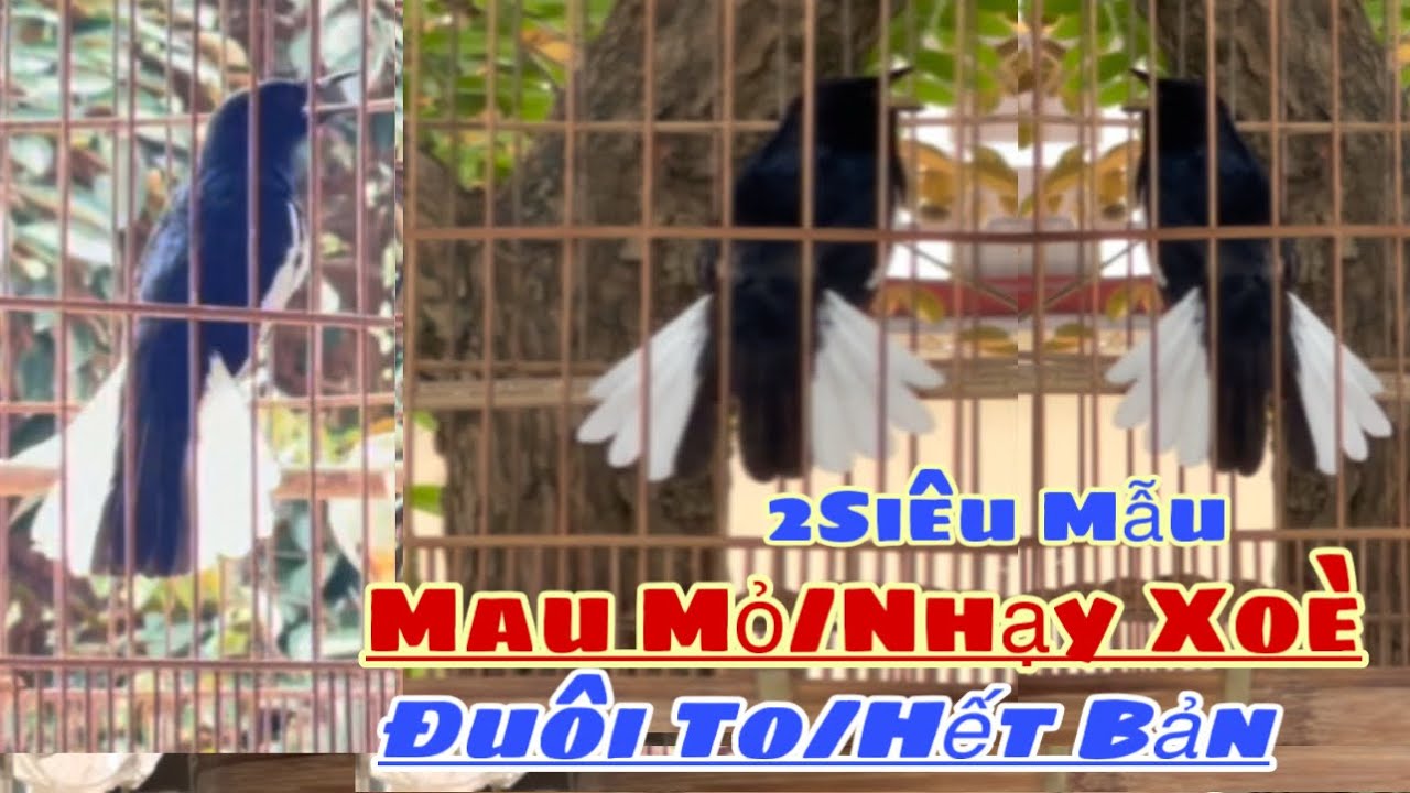 Siêu Phẩm Hót Xoè Hết Bản|Mau Mỏ |Nhạy Xoè|Bộ Siêu Mẫu |Hàng Thuần Lửa Căng Ae Sưu Tầm Chơi..