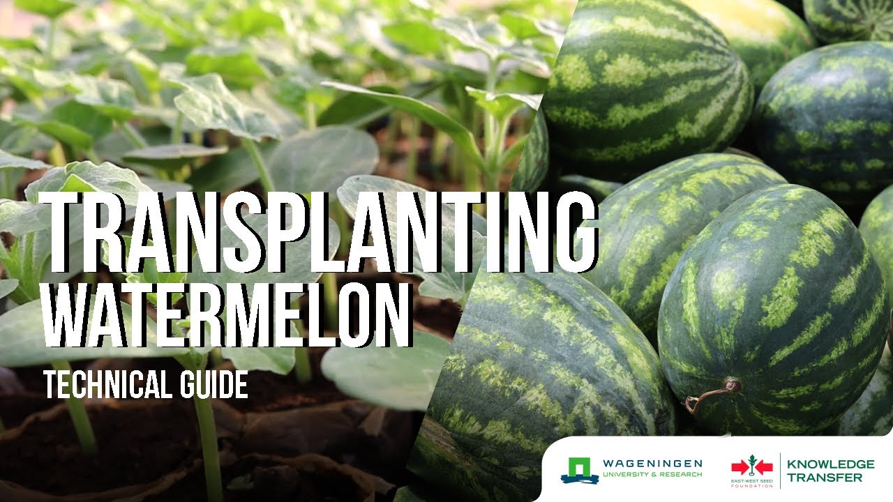 Transplanting – Transplanting Watermelon