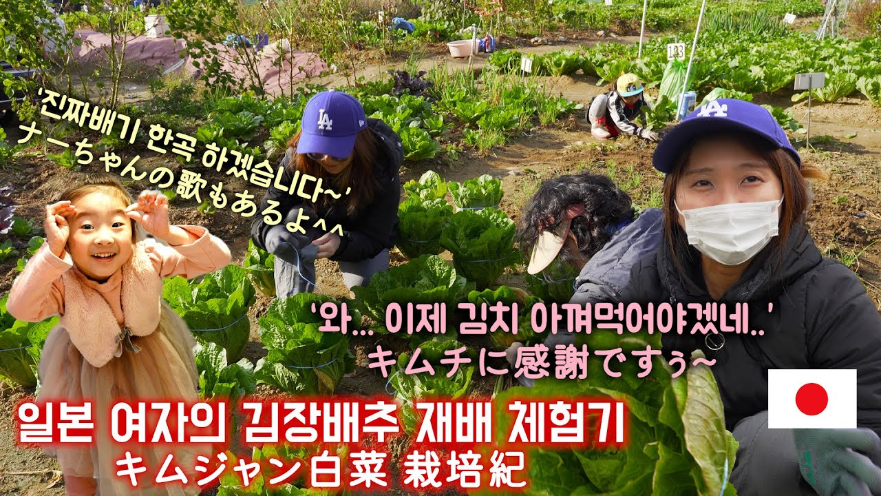 김장 배추를 직접 재배해 본 일본인 아내 白菜栽培! キムチ作りに使えるんのか..!?(#262)