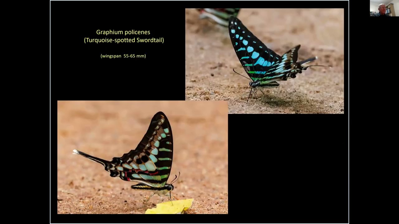 Ghana's Wonderful Forest Butterflies by Ian Small