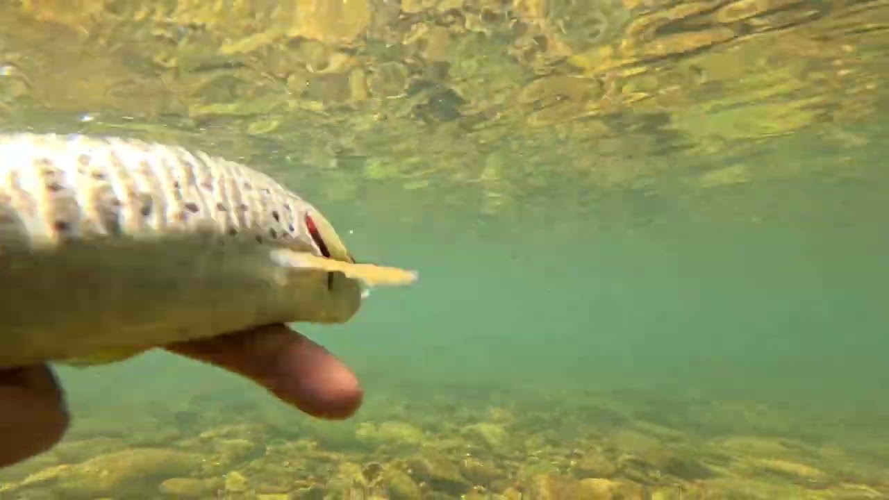 JORNADA  DE PESCA A MOSCA SECA EN EL RIO TORIO (MIENTRAS QUEDE AGUA)
