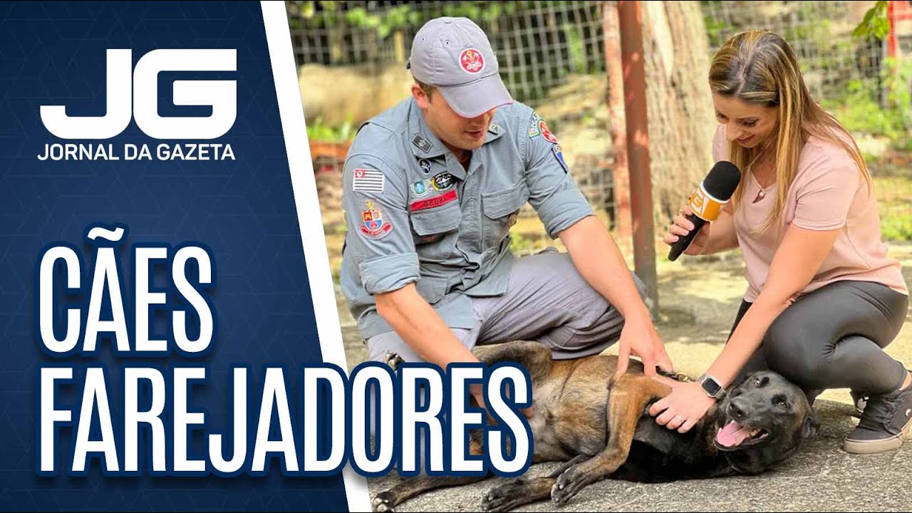 Miss&atilde;o Canina: saiba como trabalham os c&atilde;es farejadores do Corpo de Bombeiros de SP