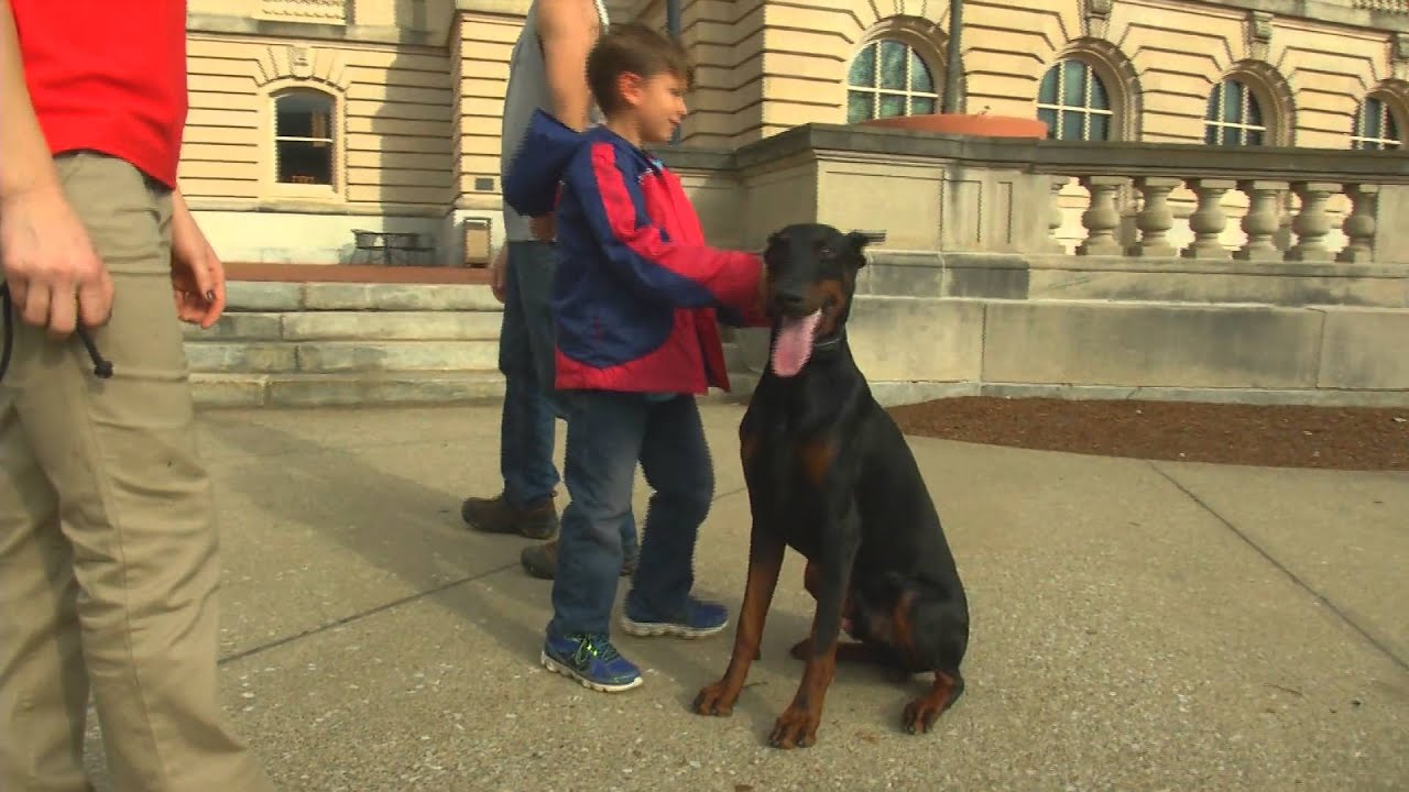 Super Doberman 