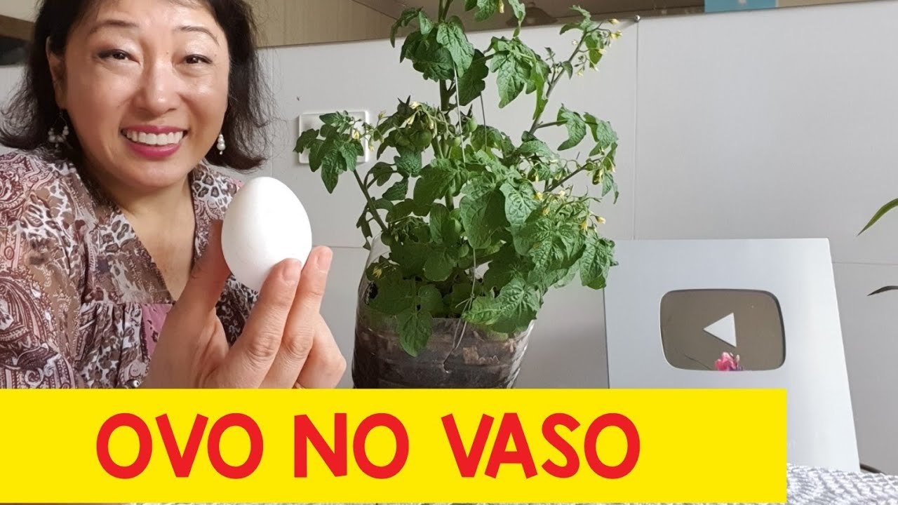 🌱É FANTÁSTICO o que o OVO fez com o meu TOMATE em vaso de 5L (5 Motivos para uso na sua horta)