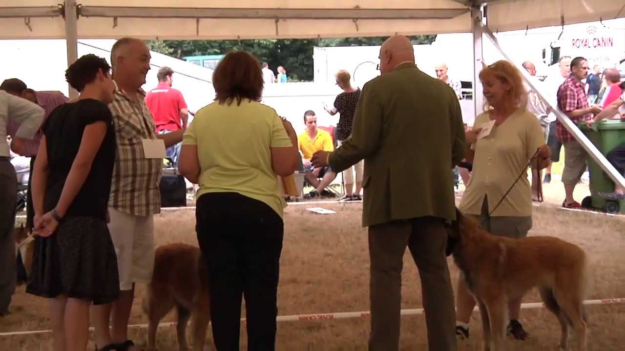 Rassehunde-Ausstellung in der Friedrich-Ebert-Halle Ludwigshafen