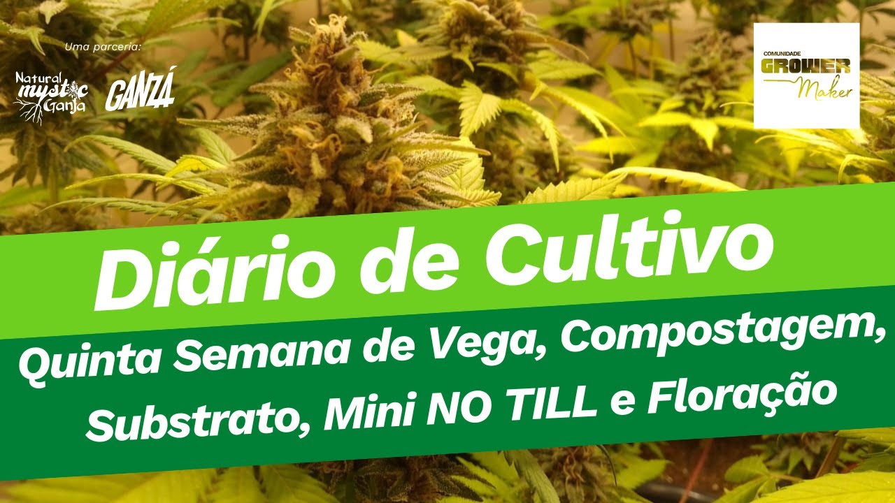 Quinta Semana de Vega, Mini NO TILL, Compostagem, Defolha&ccedil;&atilde;o na Flora e mais - Seman&aacute;rio de Cultivo