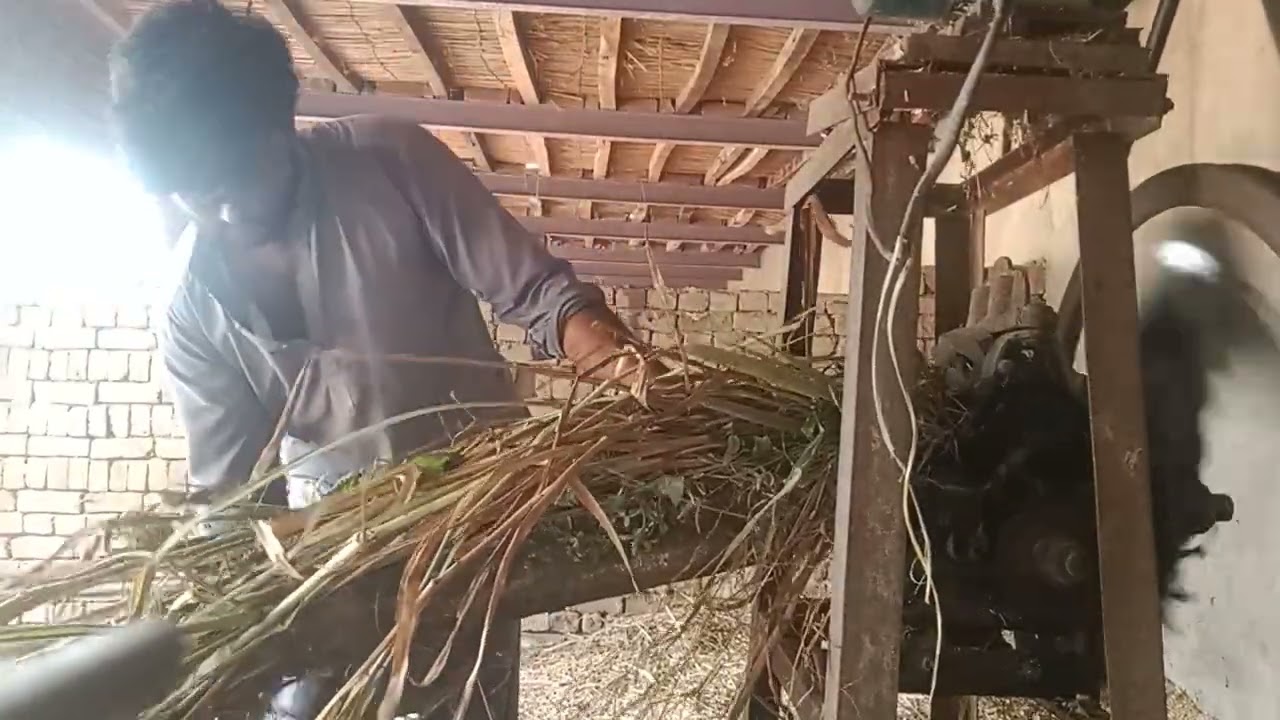 Bajara